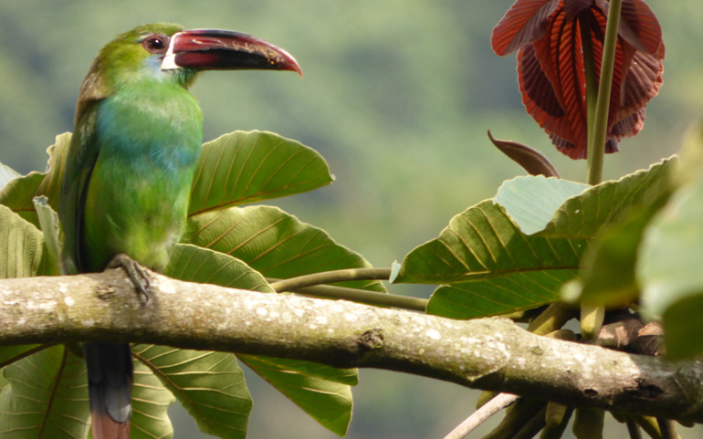 Gobernadora del Valle dará la bienvenida a participantes del Colombia Bird Fair